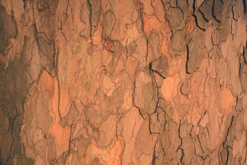 Bark texture closeup