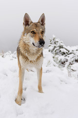 Fototapeta premium Wolf in fresh snow