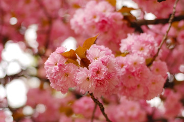 The tree of sakura blossoms in Ukraine with pink flowers