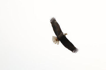 Soaring Bald Eagle