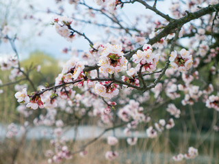 Branch with fresh bud of apricot-tree flower closeup in garden