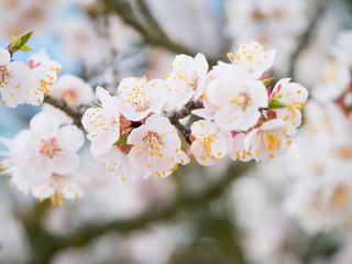 Spring Nature Background with blooming Apricot tree, blossom. Easter Holiday Scene with pink flowers in a garden and sun. Beauty Backdrop art design. Springtime. Beautiful Orchard. Spring holidays