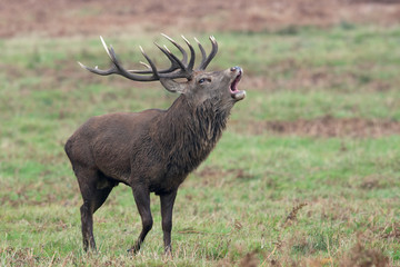 Red Deer Stag Bolving (Cervus elaphus)/Red Deer Stag bellowing for his hinds