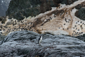 Fototapeta premium Chinstrap penguin's colony on show