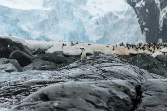 Chinstrap penguin's colony on show