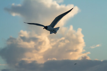 Caribean Birds