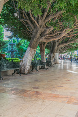Center park, across from Theatro Juarez, with tile walkway, green iron benches,  tree trunks and other greenery, lining the way, in Guanajuato, Mexico - 191671872