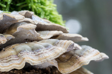 Polypore on a tree trunk. Forest macro photography.	
