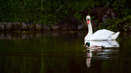 White swan looking at the duck.
