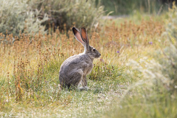 A gray hare in the California bush