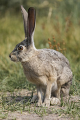 Naklejka na ściany i meble A gray hare in the California bush 