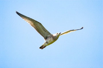 Seagull in the sky