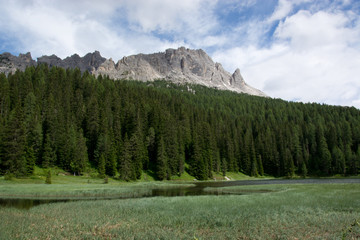 Il verde dei boschi a primavera