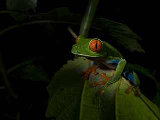 Red-Eyed Treefrog (Agalychnis callidryas)