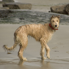 Pet Lurcher puppy dog bitch playing on beach