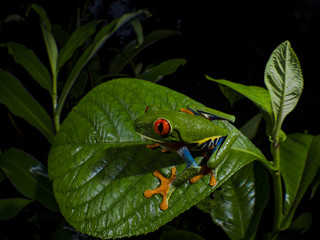 Red-Eyed Treefrog (Agalychnis callidryas)