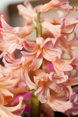 Close up of orange hyacinth flower