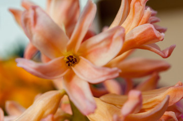 Fototapeta na wymiar Close up of orange hyacinth flower