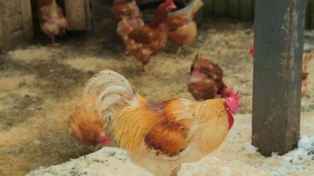 Russian village goats cocks cats