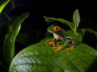 Red-Eyed Treefrog (Agalychnis callidryas)
