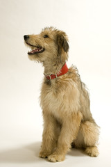 Young Lurcher puppy dog bitch on white background