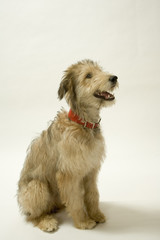 Cute young Lurcher puppy dog bitch on white background