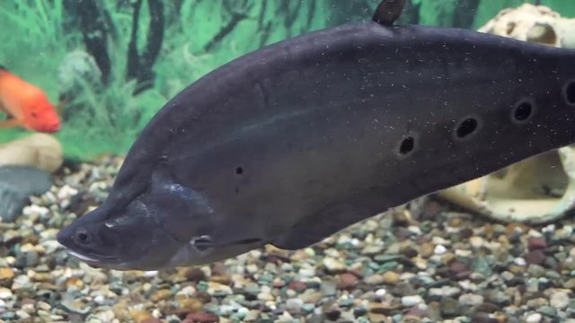 Notopterus chitala beautiful aquarium fish swimming in the water