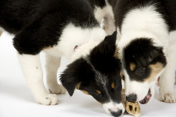 Two cute young border collie pups competing for a bone