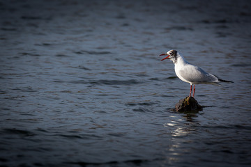 mouettes 