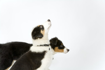 Two cute young border collie pups, one looking up, one looking straight ahead