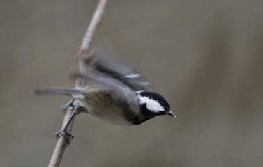 Coal tit embarks on a flight, pushing from the branch ....