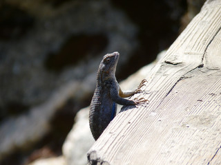 Western Fence Lizard or Blue-Belly, Pinnacles National Park, California, USA