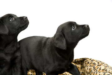 Two obedient young black labrador puppies watching