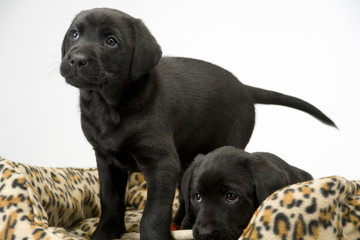 Two obedient young black labrador puppies watching