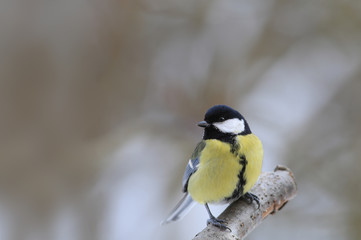 Fototapeta premium Tit sits on a branch, on a blurry background
