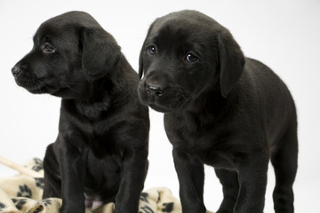 Two cute black labrador puppies obediently posing