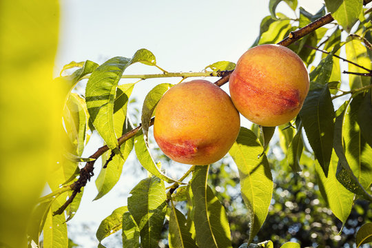 juicy peach hang on a branch in the garden