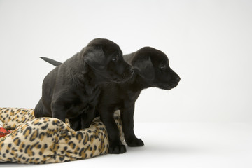 Young black labrador puppies getting off their bed