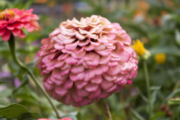 Blossoming of a pink flower