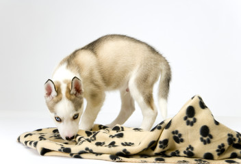 A very cute young Husky dog puppy with piercing blue eyes sniffs at his blanket.