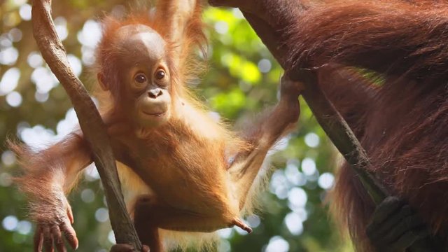 Adorable Baby Orangutan Clinging to Vines in the Rainforest