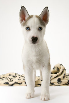 A very cute young Husky dog puppy with piercing blue eyes looking at the camera