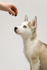 A very cute young Husky dog puppy with piercing blue eyes waits obediently for a treat