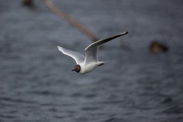 mouettes 
