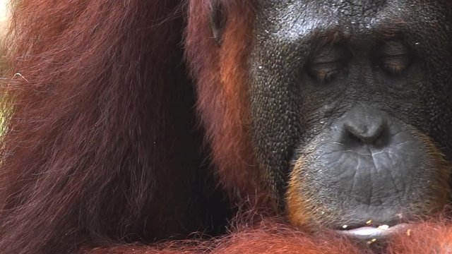 Closeup of an Adorable Orangutan. FullHD footage