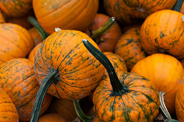 Fall Pumpkins