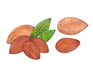 watercolor set with almonds