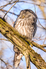 Ural owl