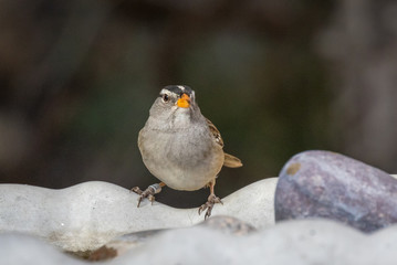White-crowned sparrow at birdbath, Rio Grande Nature Center, Albuquerque New Mexico