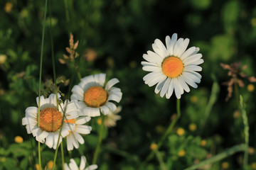 Daisy flowers in green grass